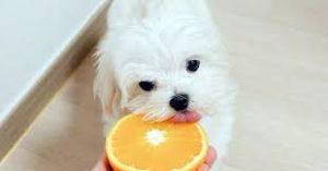 Can Dogs Eat Orange