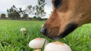 Can Dogs Eat Mushrooms? 